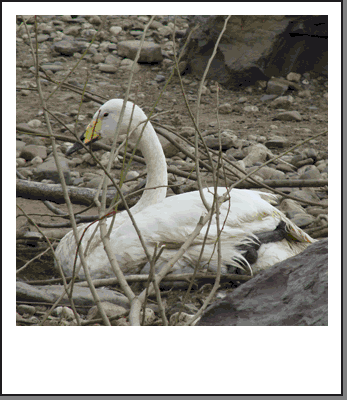 polaroids_singschwan